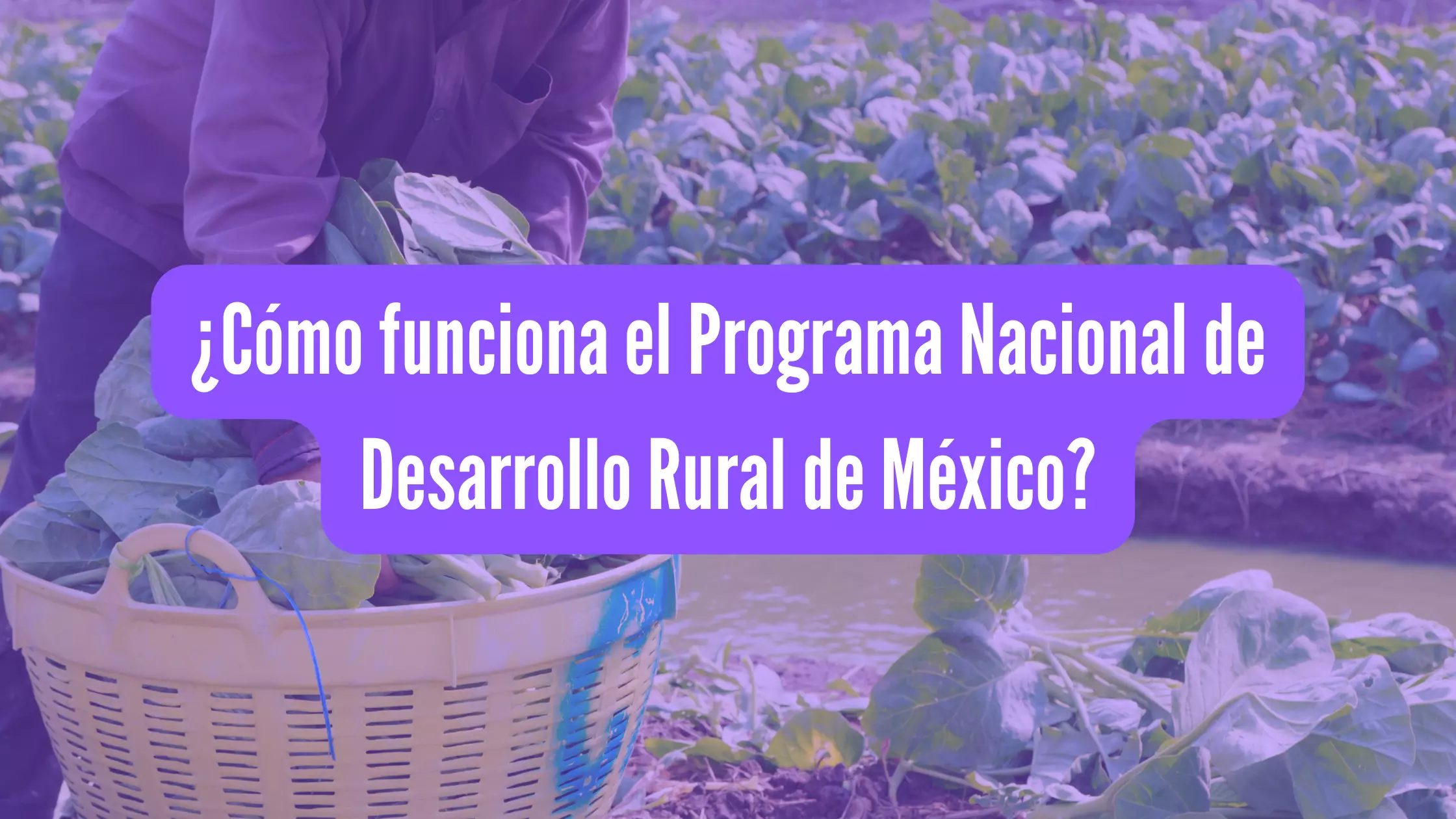 ¿Cómo funciona el Programa Nacional de Desarrollo Rural de México ...