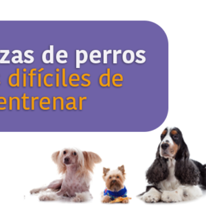 Las razas de perros más difíciles de entrenar