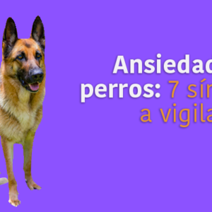 Ansiedad en perros: 7 síntomas a vigilar