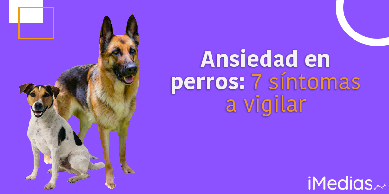 Ansiedad en perros: 7 síntomas a vigilar